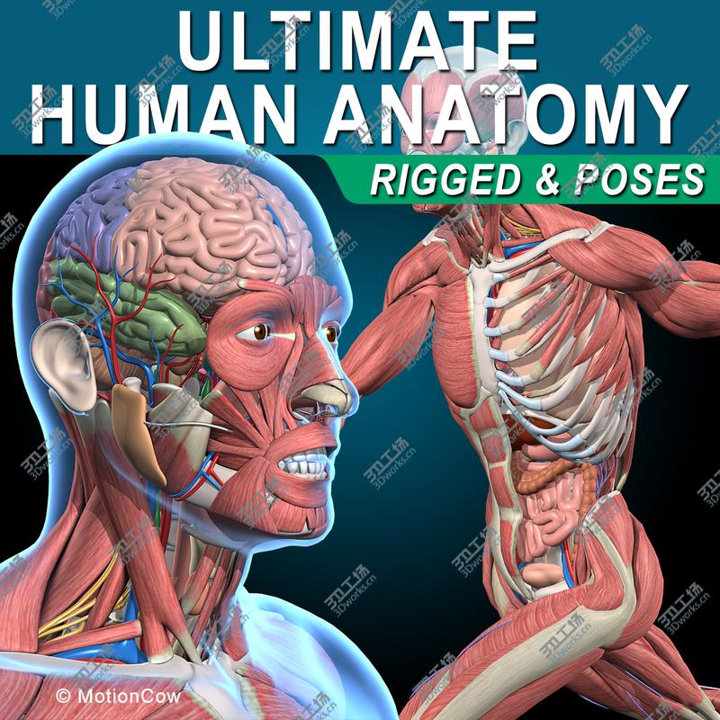 images/goods_img/20210113/Ultimate Human Anatomy  Rigged/1.jpg